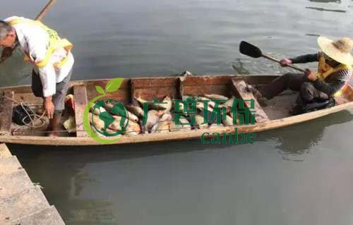 廣州旺旺食品廢水直排，永和河大量魚(yú)類死亡(圖1)